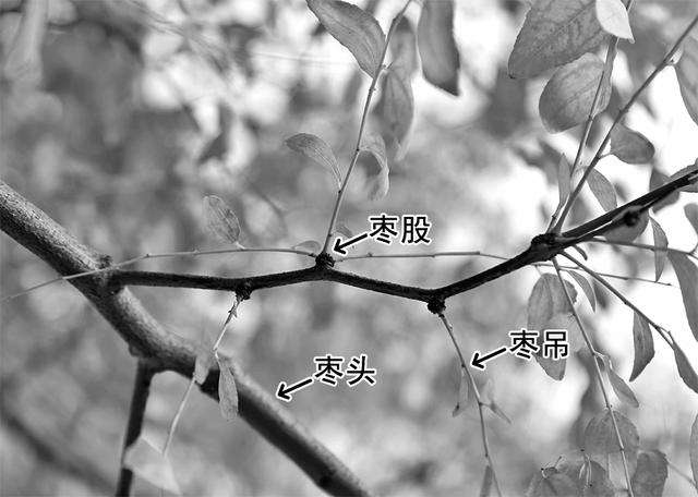 体股是什么意思(体股廯的症状图片)