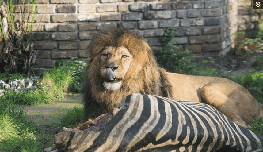 举什么投什么(举什么投什么填空)