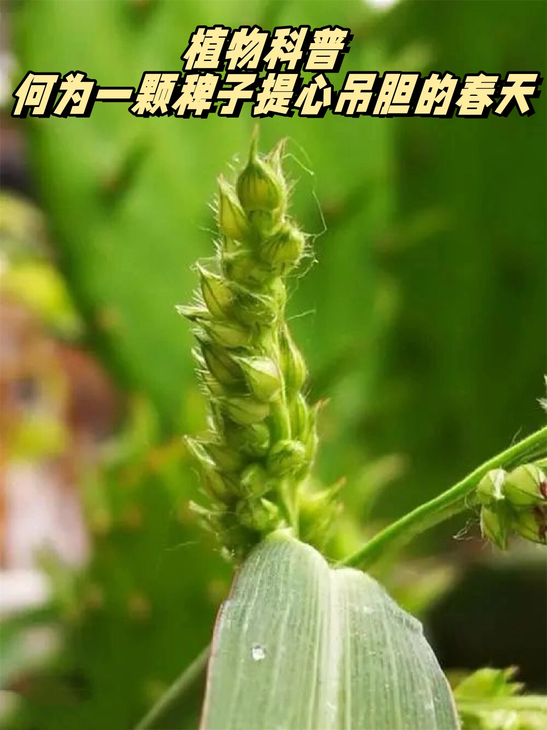 一什么庄家(什么庄家不怕涝)