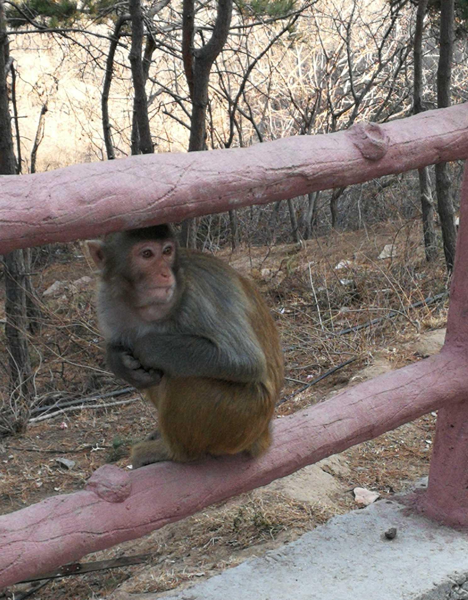 什么是狗庄(狗庄专用软件是什么意思)