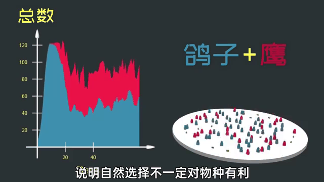 鸽派是什么(铬牌是什么)