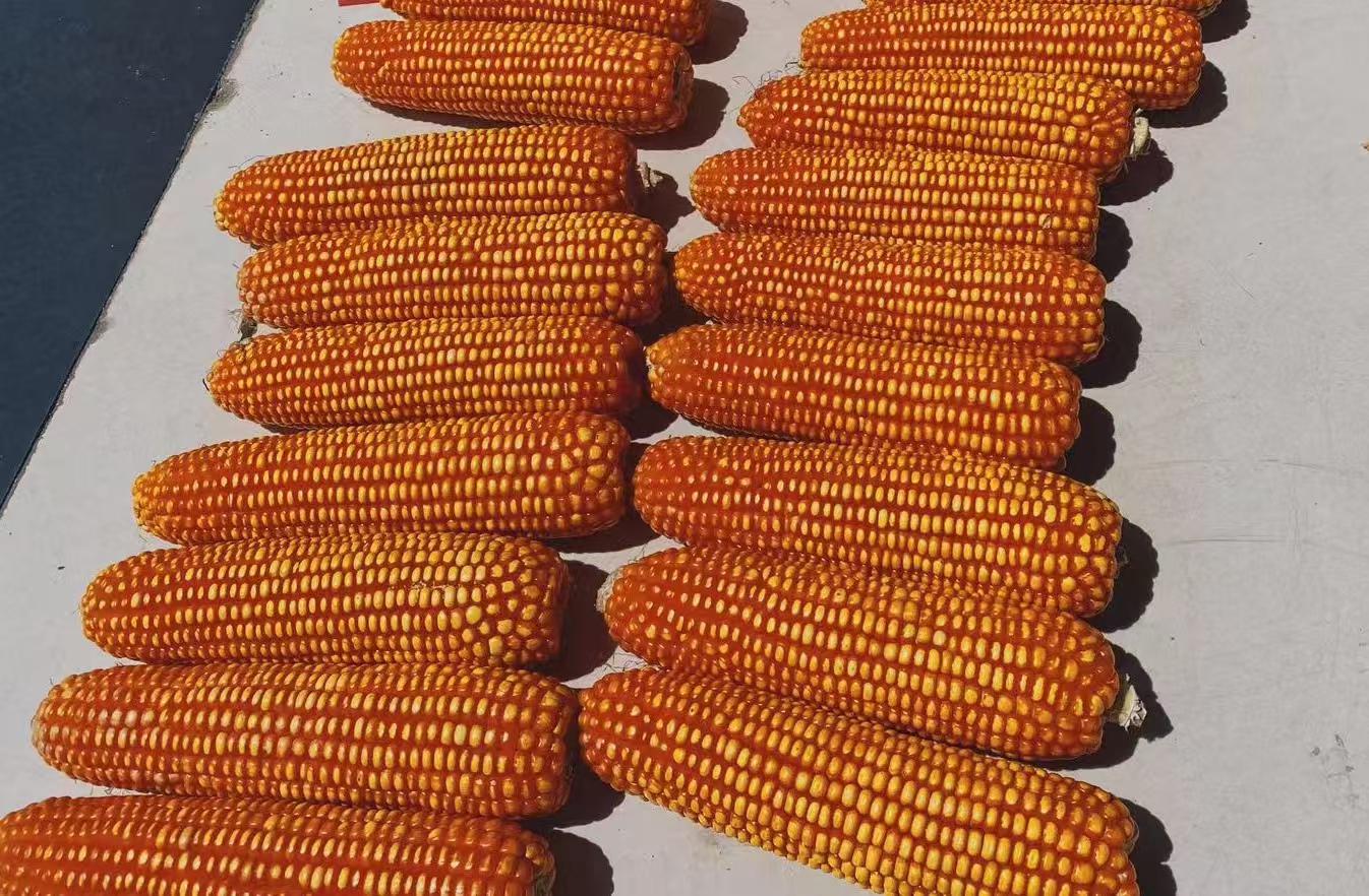 玉米单位是什么(玉米的量词单位是什么意思)