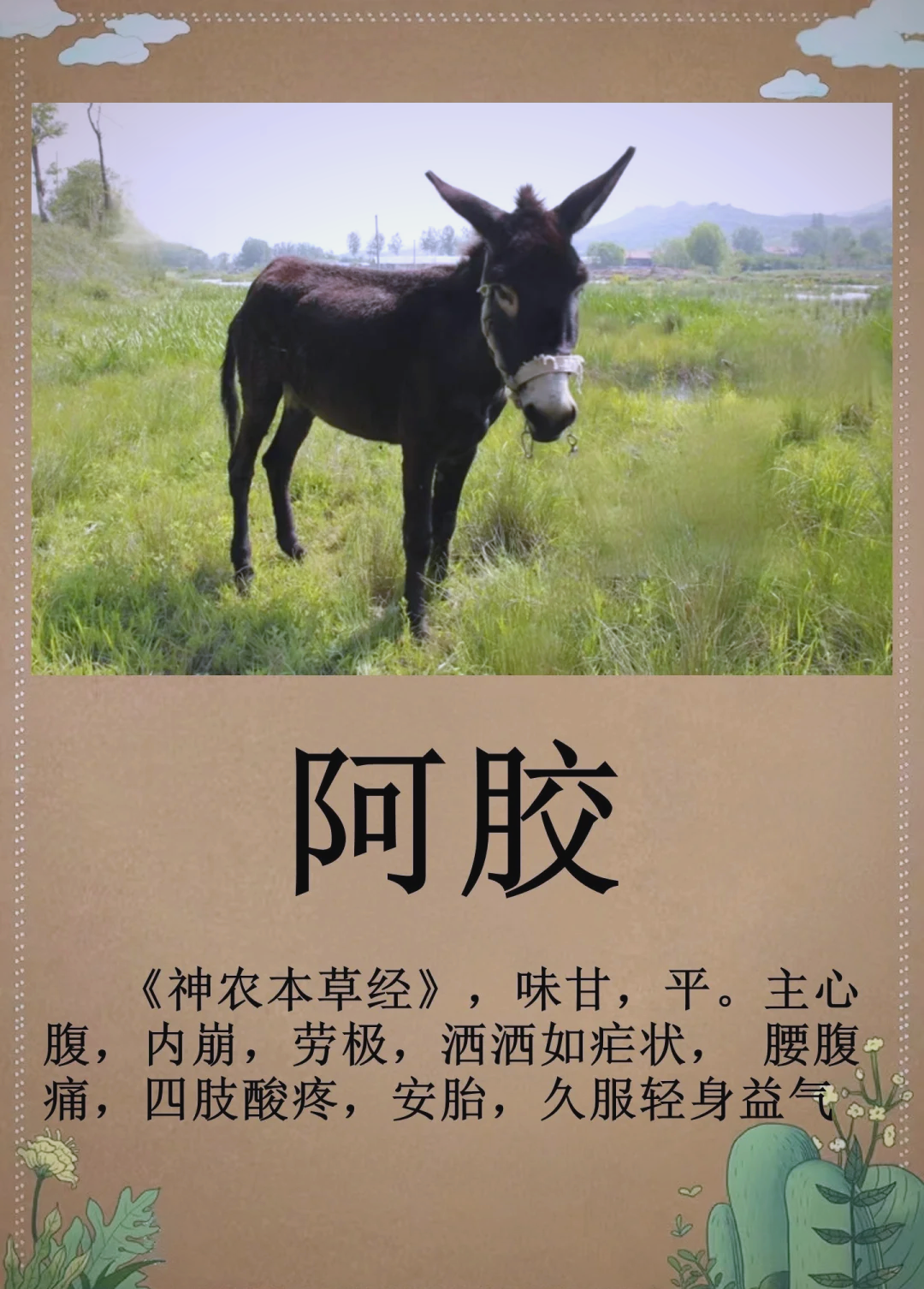 为什么阿胶那么贵(阿胶为什么价格差那么多)