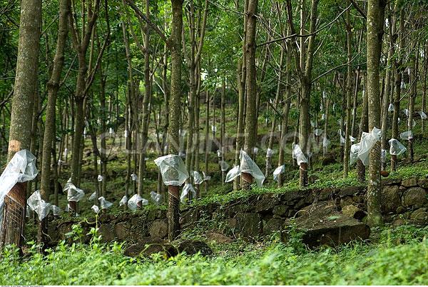 橡胶什么有关(橡胶具有什么性)